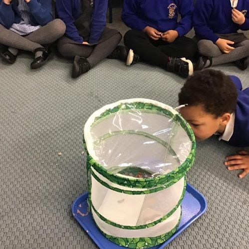 Our caterpillars have changed.